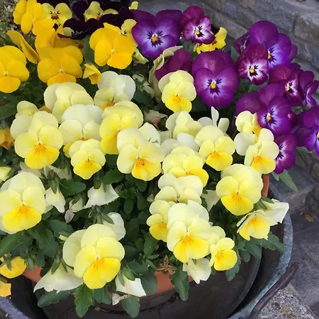 Les Fleurs Frühstückspension *