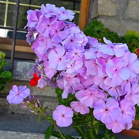 Bed & Breakfast Les Fleurs Gignod