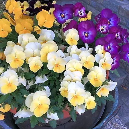 Les Fleurs