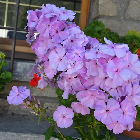 Frühstückspension Les Fleurs *