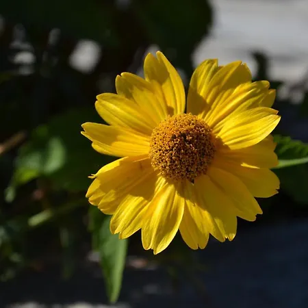 Les Fleurs Frühstückspension *