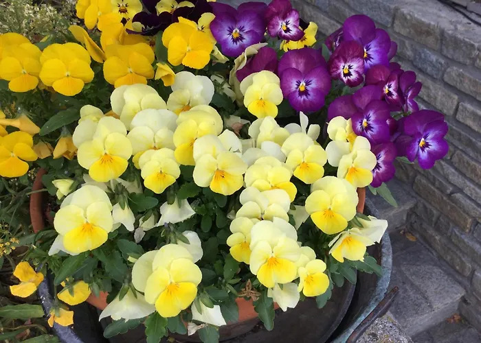 Les Fleurs Bed & Breakfast 3*