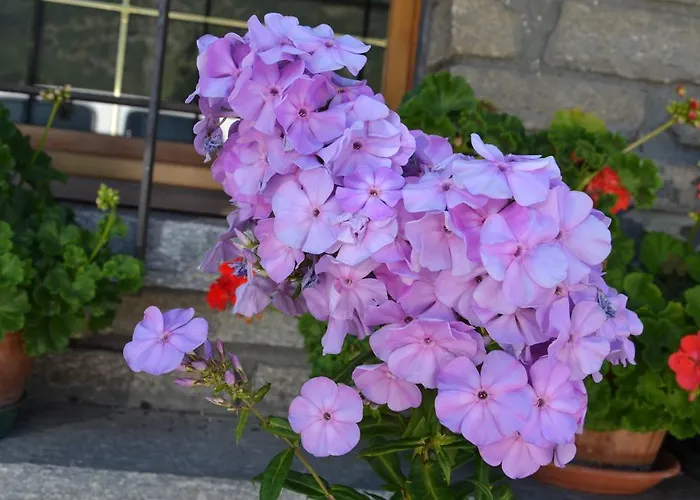 Bed & Breakfast Les Fleurs 3*