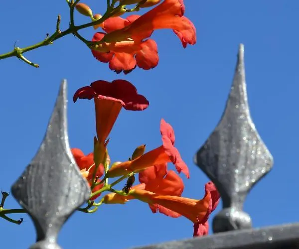 Les Fleurs Bed & Breakfast