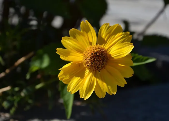 Les Fleurs Bed & Breakfast 3*